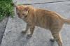 <img100*0:stuff/z/73640/cats%2520reference.6/i1279309749_16.jpg>