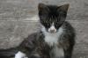 <img100*0:stuff/z/73640/cats%2520reference.6/i1279309749_2.jpg>
