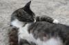 <img100*0:stuff/z/73640/cats%2520reference.6/i1279309749_3.jpg>
