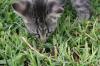 <img100*0:stuff/z/73640/cats%2520reference.6/i1279309749_4.jpg>
