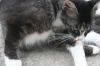 <img100*0:stuff/z/73640/cats%2520reference.6/i1279309749_5.jpg>