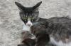 <img100*0:stuff/z/73640/cats%2520reference.6/i1279309749_6.jpg>