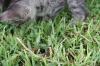 <img100*0:stuff/z/73640/cats%2520reference.6/i1279309749_7.jpg>