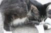 <img100*0:stuff/z/73640/cats%2520reference.6/i1279309749_8.jpg>