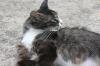 <img100*0:stuff/z/73640/cats%2520reference.6/i1279309749_9.jpg>