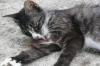 <img100*0:stuff/z/73640/cats%2520reference.6/i1279309750_17.jpg>