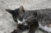 <img100*0:stuff/z/73640/cats%2520reference.6/i1279309750_18.jpg>