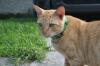 <img100*0:stuff/z/73640/cats%2520reference.6/i1279309750_19.jpg>
