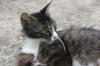 <img100*0:stuff/z/73640/cats%2520reference.6/i1279309750_20.jpg>