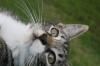 <img100*0:stuff/z/73640/cats%2520reference.6/i1279309750_21.jpg>