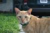 <img100*0:stuff/z/73640/cats%2520reference.6/i1279309750_22.jpg>