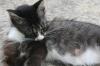 <img100*0:stuff/z/73640/cats%2520reference.6/i1279309750_23.jpg>