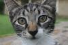 <img100*0:stuff/z/73640/cats%2520reference.6/i1279309750_24.jpg>