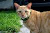 <img100*0:stuff/z/73640/cats%2520reference.6/i1279309750_25.jpg>
