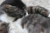 <img100*0:stuff/z/73640/cats%2520reference.6/i1279309750_26.jpg>