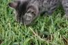 <img100*0:stuff/z/73640/cats%2520reference.6/i1279309750_27.jpg>
