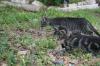 <img100*0:stuff/z/73640/cats%2520reference.6/i1279309750_28.jpg>
