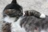 <img100*0:stuff/z/73640/cats%2520reference.6/i1279309750_29.jpg>