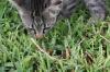 <img100*0:stuff/z/73640/cats%2520reference.6/i1279309750_30.jpg>