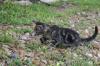 <img100*0:stuff/z/73640/cats%2520reference.6/i1279311914_1.jpg>
