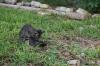 <img100*0:stuff/z/73640/cats%2520reference.6/i1279311914_2.jpg>