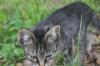 <img100*0:stuff/z/73640/cats%2520reference.6/i1279311914_3.jpg>