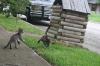 <img100*0:stuff/z/73640/cats%2520reference.6/i1279311915_4.jpg>