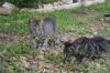 <img100*0:stuff/z/73640/cats%2520reference.6/i1279311915_5.jpg>