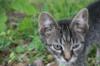 <img100*0:stuff/z/73640/cats%2520reference.6/i1279311915_6.jpg>