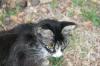 <img100*0:stuff/z/73640/cats%2520reference.6/i1279311915_7.jpg>