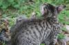 <img100*0:stuff/z/73640/cats%2520reference.6/i1279311915_8.jpg>