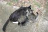 <img100*0:stuff/z/73640/cats%2520reference.6/i1279311916_10.jpg>