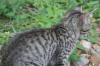 <img100*0:stuff/z/73640/cats%2520reference.6/i1279311916_11.jpg>