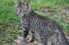 <img100*0:stuff/z/73640/cats%2520reference.6/i1279311916_12.jpg>