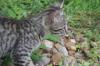 <img100*0:stuff/z/73640/cats%2520reference.6/i1279311916_13.jpg>
