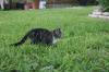 <img100*0:stuff/z/73640/cats%2520reference.6/i1279311916_14.jpg>