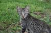 <img100*0:stuff/z/73640/cats%2520reference.6/i1279311916_9.jpg>