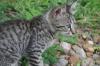 <img100*0:stuff/z/73640/cats%2520reference.6/i1279311917_15.jpg>