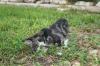 <img100*0:stuff/z/73640/cats%2520reference.6/i1279311917_16.jpg>