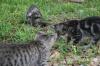 <img100*0:stuff/z/73640/cats%2520reference.6/i1279311917_17.jpg>