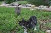 <img100*0:stuff/z/73640/cats%2520reference.6/i1279311917_18.jpg>