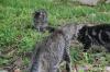 <img100*0:stuff/z/73640/cats%2520reference.6/i1279311917_19.jpg>