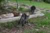 <img100*0:stuff/z/73640/cats%2520reference.6/i1279311918_20.jpg>
