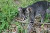 <img100*0:stuff/z/73640/cats%2520reference.6/i1279311918_21.jpg>