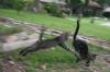 <img100*0:stuff/z/73640/cats%2520reference.6/i1279311918_22.jpg>