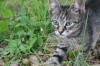 <img100*0:stuff/z/73640/cats%2520reference.6/i1279311918_23.jpg>
