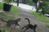 <img100*0:stuff/z/73640/cats%2520reference.6/i1279311918_24.jpg>