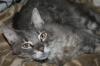 <img100*0:stuff/z/73640/cats%2520reference/i1259820258_1.jpg>