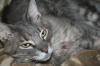 <img100*0:stuff/z/73640/cats%2520reference/i1259820258_2.jpg>