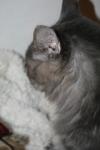 <img100*0:stuff/z/73640/cats%2520reference/i1259820258_3.jpg>